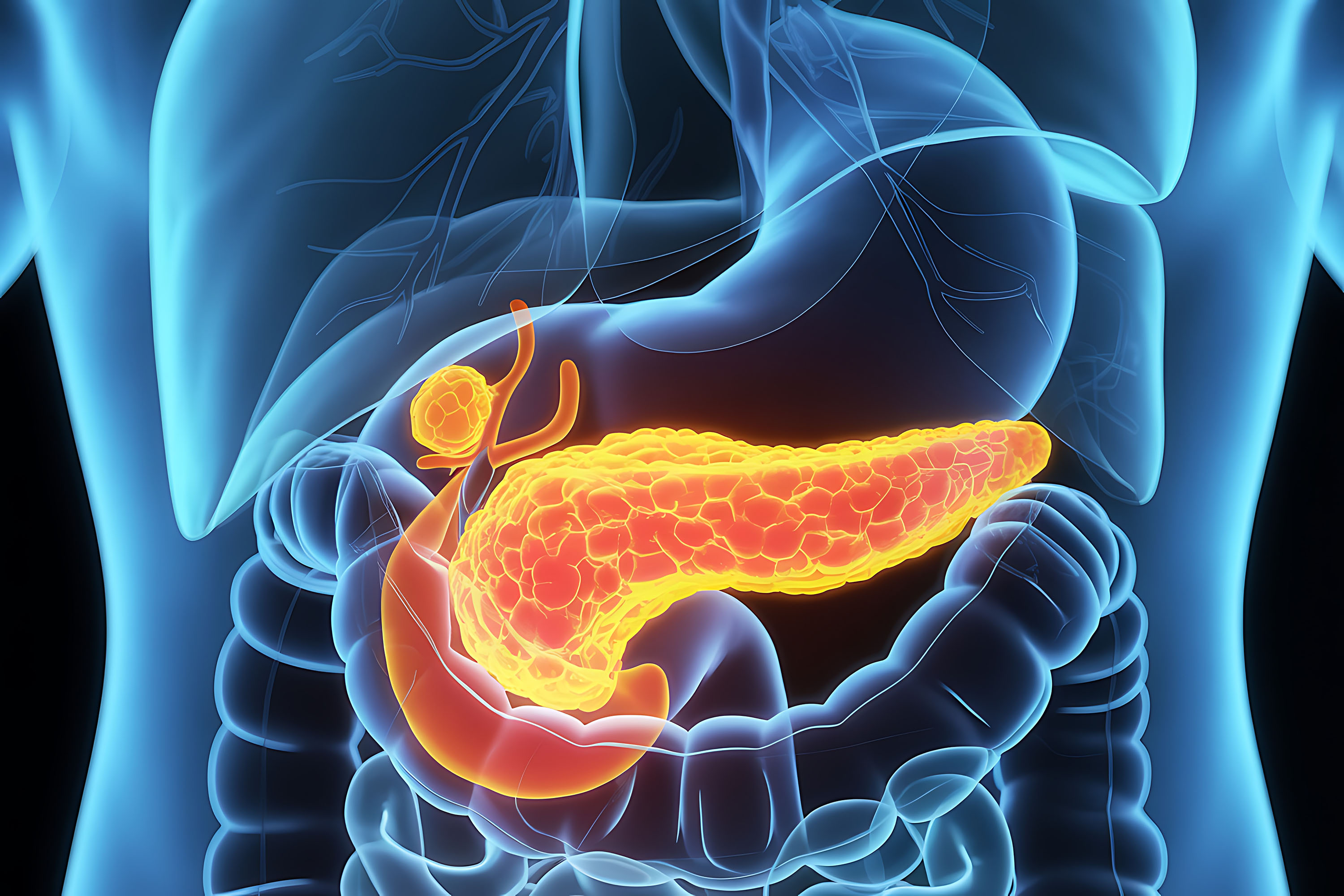 3d scientific rendering of the human pancreas showing anatomical